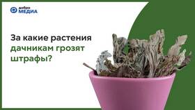 Почему нельзя сажать мяту на участке: возможные штрафы в Лав Репаблик
